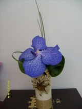 ARANJAMENT VANDA